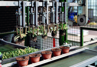 grasping arms and the repotting process 